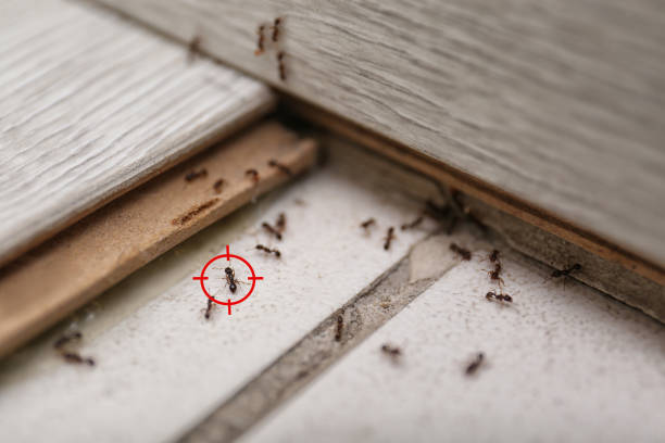 Best Pest Control Near Me  in East Alton, IL