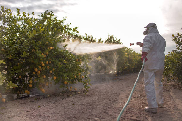 Best Bed Bug Extermination  in East Alton, IL