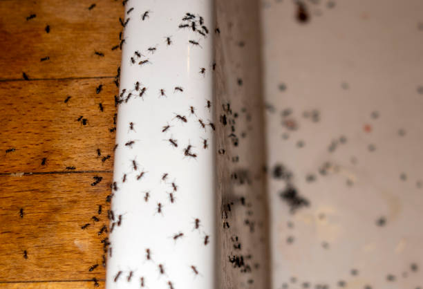 Best Pest Prevention Services  in East Alton, IL