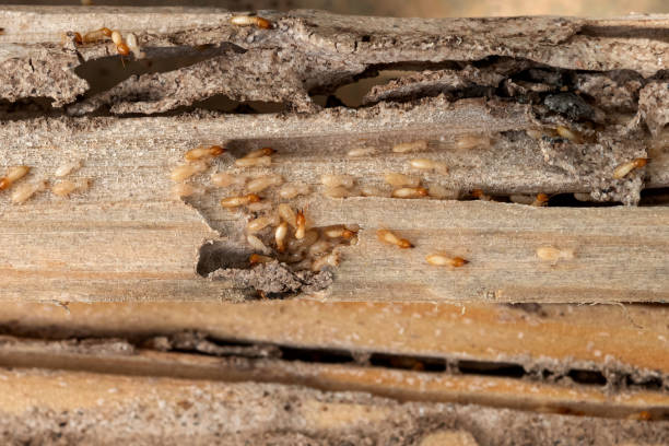 Best Commercial Pest Control Services  in East Alton, IL