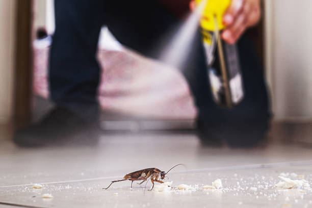 Reliable East Alton, IL Pest Control Solutions