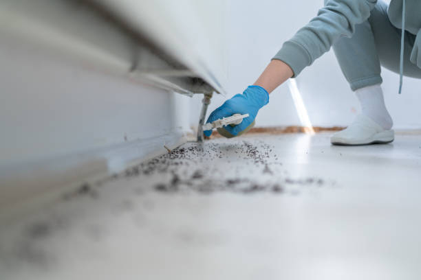 Wasp Removal Services in East Alton, IL